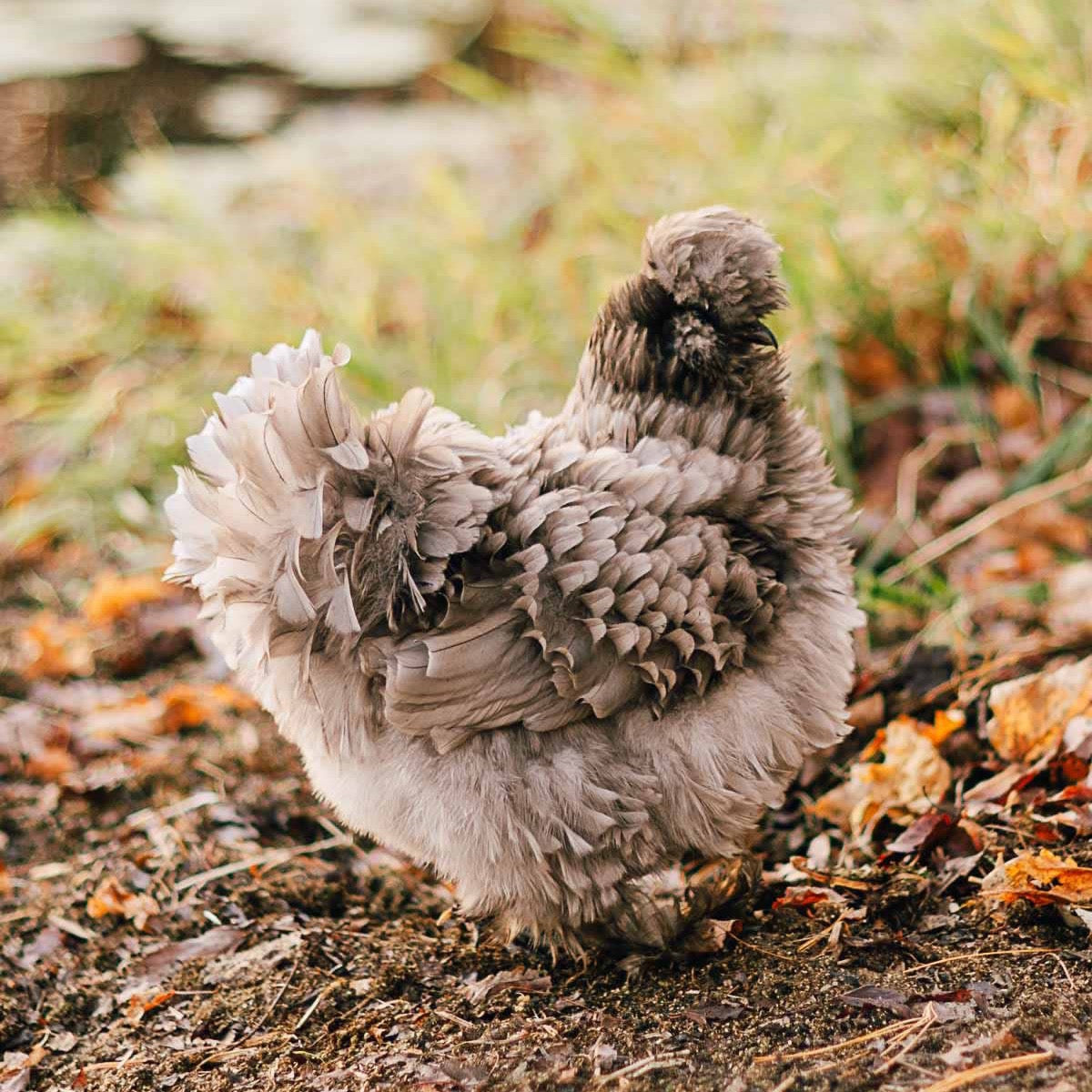 Super Floof Hatching Eggs | One Dozen