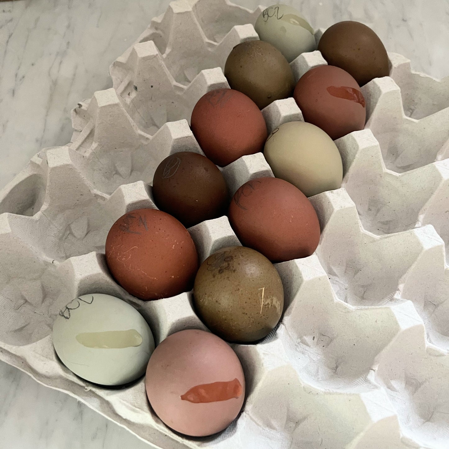 Rainbow Mix Hatching Eggs | One Dozen