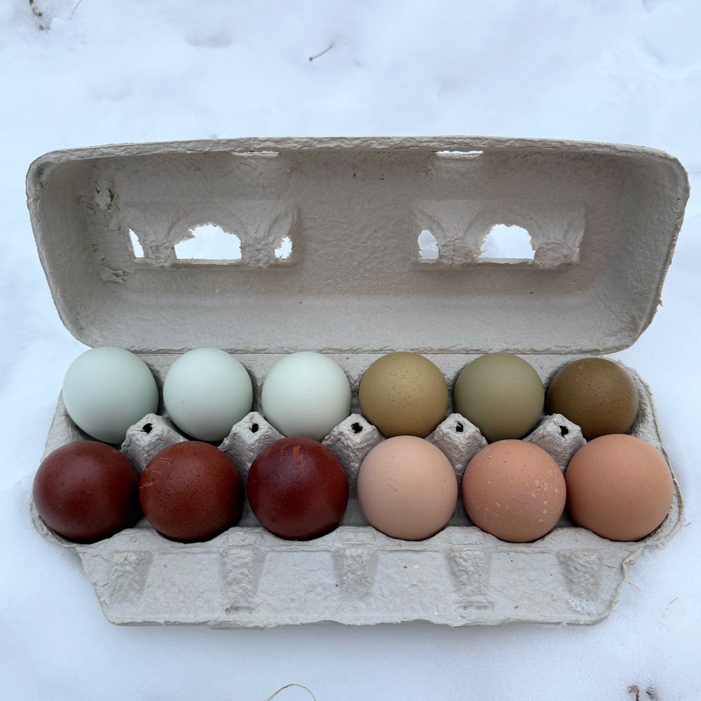 Frizzle Rainbow Mix Hatching Eggs | One Dozen