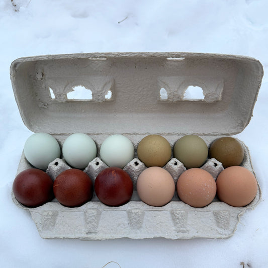 Frizzle Rainbow Mix Hatching Eggs | One Dozen